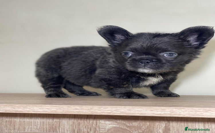 Bulldog Francés perros FRENCHIES ÚNICOS ///CARÁCTER INCREÍBLE  - Anuncio 1