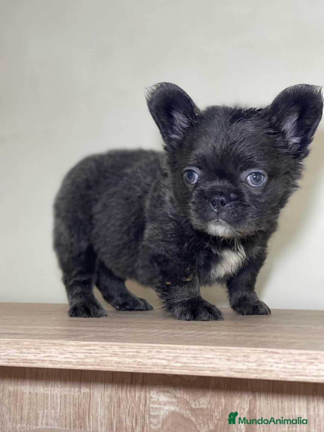 Bulldog Francés perros en venta: FRENCHIES ÚNICOS ///CARÁCTER INCREÍBLE  - Anuncio 1