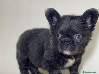 Bulldog Francés perros FRENCHIES ÚNICOS ///CARÁCTER INCREÍBLE - Anuncio 1