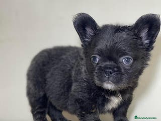 Bulldog Francés perros FRENCHIES ÚNICOS ///CARÁCTER INCREÍBLE - Anuncio 16