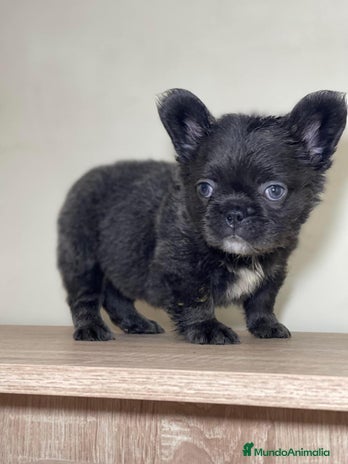 Bulldog Francés perros FRENCHIES ÚNICOS ///CARÁCTER INCREÍBLE - Anuncio 1