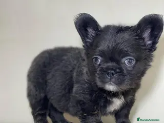 Bulldog Francés perros FRENCHIES ÚNICOS ///CARÁCTER INCREÍBLE - Anuncio 27