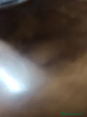 Cata