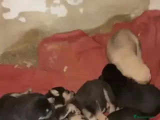 Mastín Español perros Camada de Mastines Español - Anuncio 1