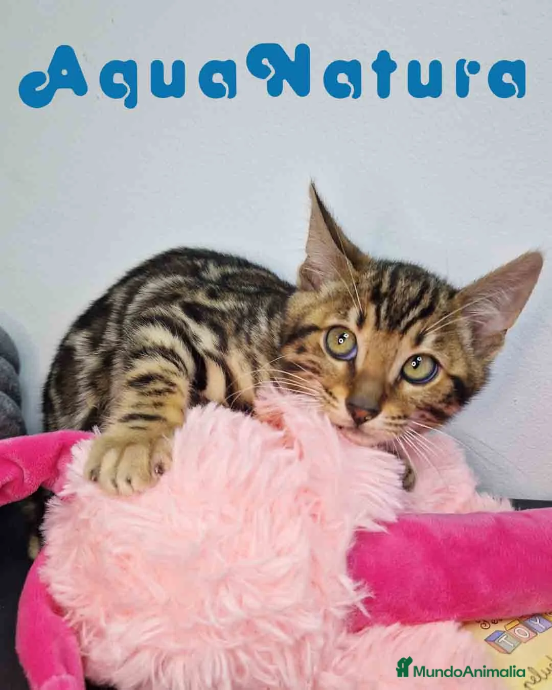 Bengalí gatos en venta: Bengali Hembra 9063 - AQUANATURA en Barcelona - Anuncio 7
