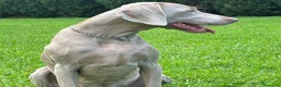 Braco Alemán de Pelo Corto perros en venta: Braco de Weimar  - Anuncio 5