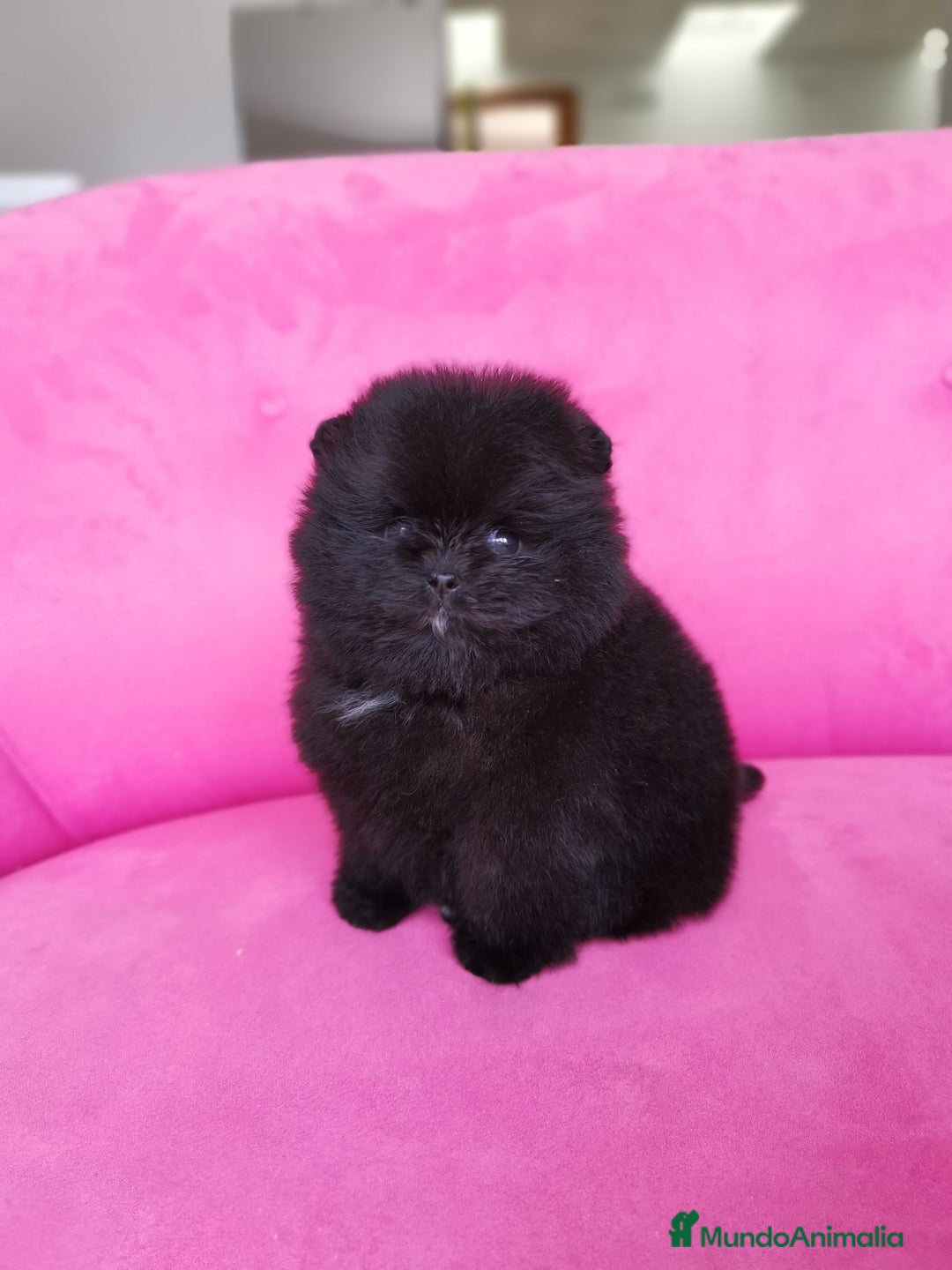 Pomerania perros en venta: Pomerania auténtico hembras - Anuncio 1