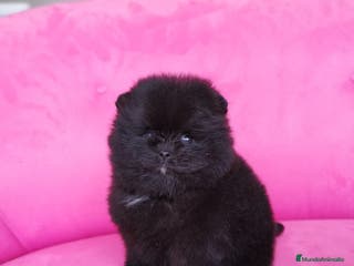 Pomerania perros Pomerania auténtico hembras - Anuncio 12