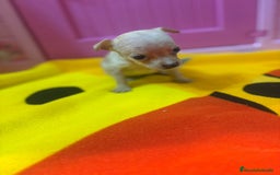 Ratón de Praga perros en venta: Ratón de Praga  - Imagen 18