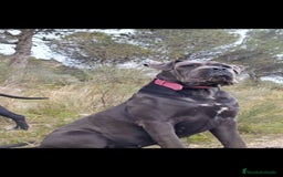 Cane Corso perros en venta: CACHORROS MACHOS DE CANE CORSO - Anuncio 3