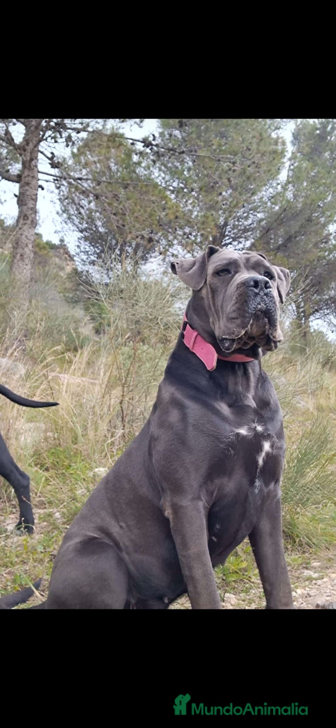 Cane Corso perros en venta: CACHORROS MACHOS DE CANE CORSO - Anuncio 3