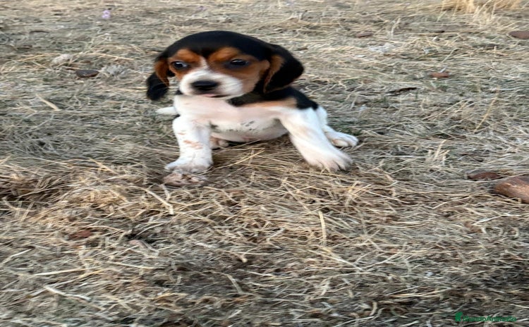 Beagle perros - Anuncio 1