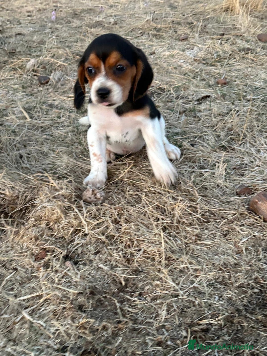 Beagle perros en venta: Beagle  - Imagen 1