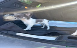 Chihuahua perros en venta: Chihuahuas pelo largo blanco blue - Imagen 10
