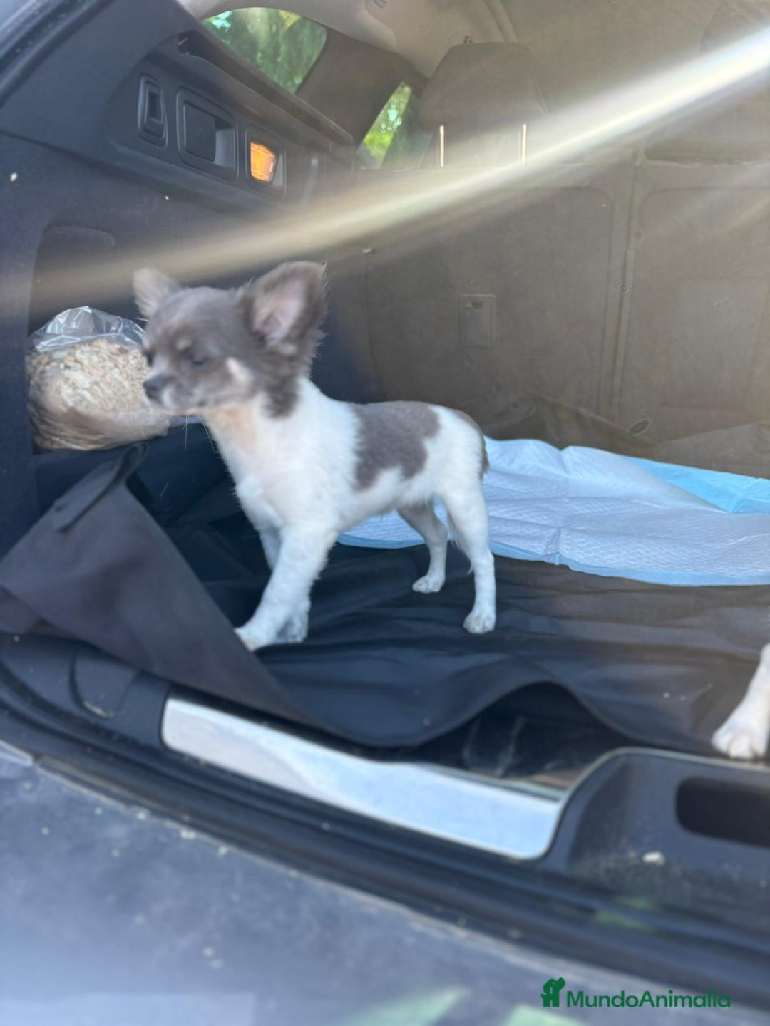Chihuahua perros en venta: Chihuahuas pelo largo blanco blue - Imagen 10