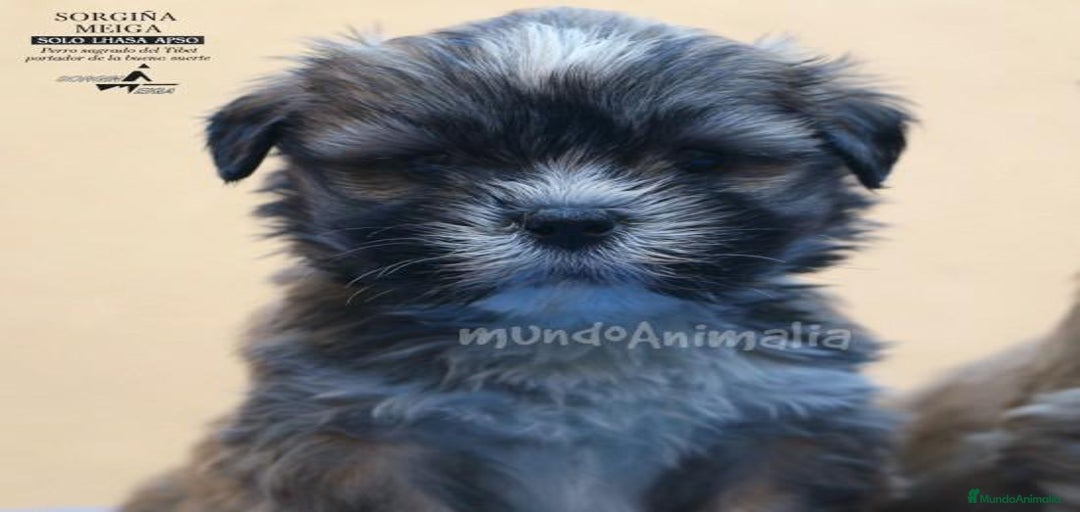 Imagen de galería {{count}}