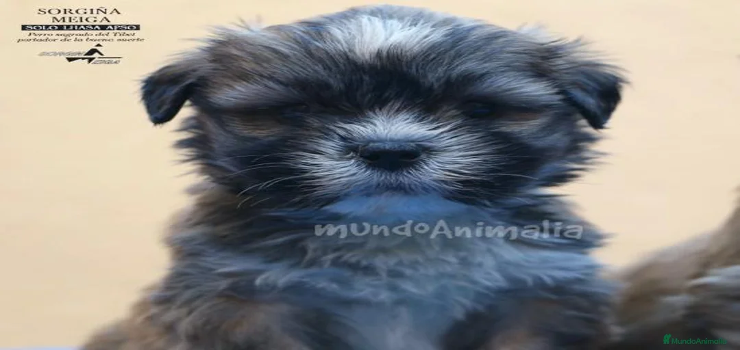 Imagen de galería {{count}}