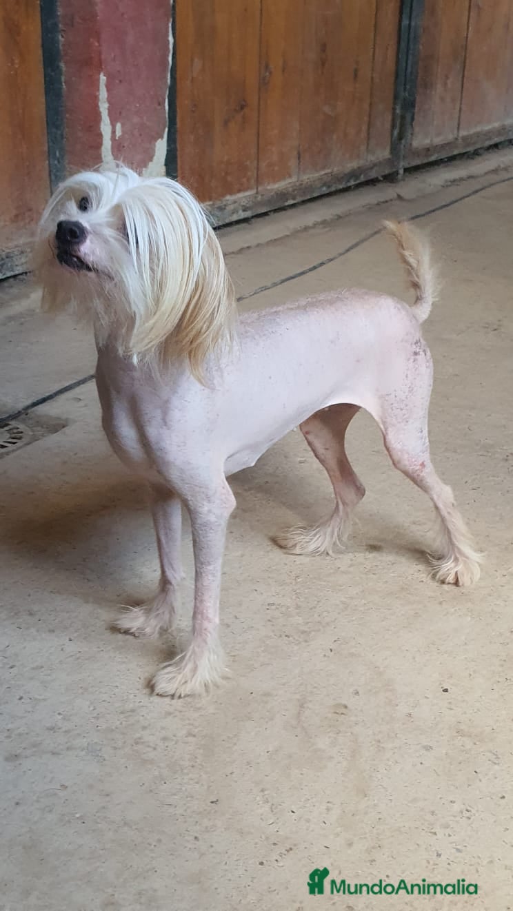 Otras razas perros Chinese Crested en Sevilla - Anuncio 4