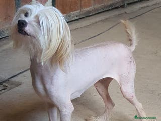 Otras razas perros Chinese Crested en Sevilla - Anuncio 1