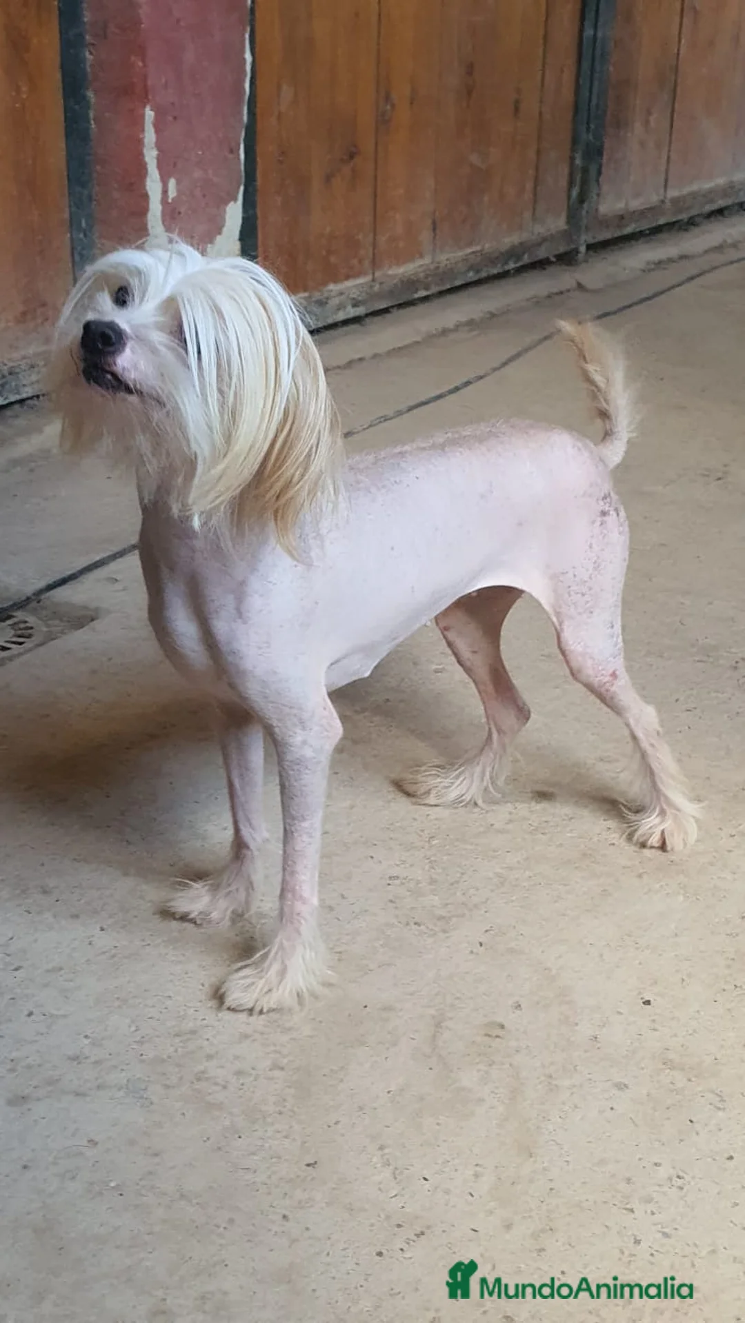 Otras razas perros en venta: Chinese Crested en Sevilla - Anuncio 1