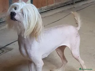 Otras razas perros Chinese Crested en Sevilla - Anuncio 1