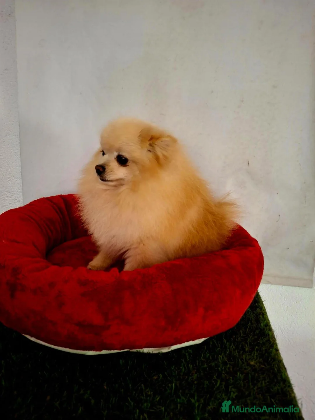 Pomerania perros en venta: Pomerania adulto - Anuncio 2