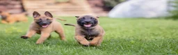 Pastor Belga Malinois perros en venta: MALINOIS - Anuncio 3