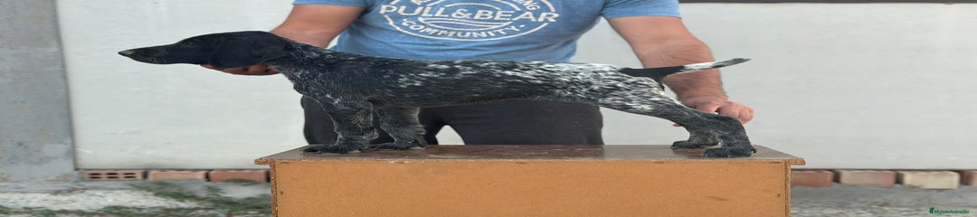 Braco Alemán de Pelo Corto Cachorro 1