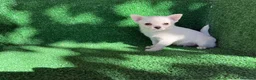 Chihuahua perros en venta: chihuahua - Anuncio 3
