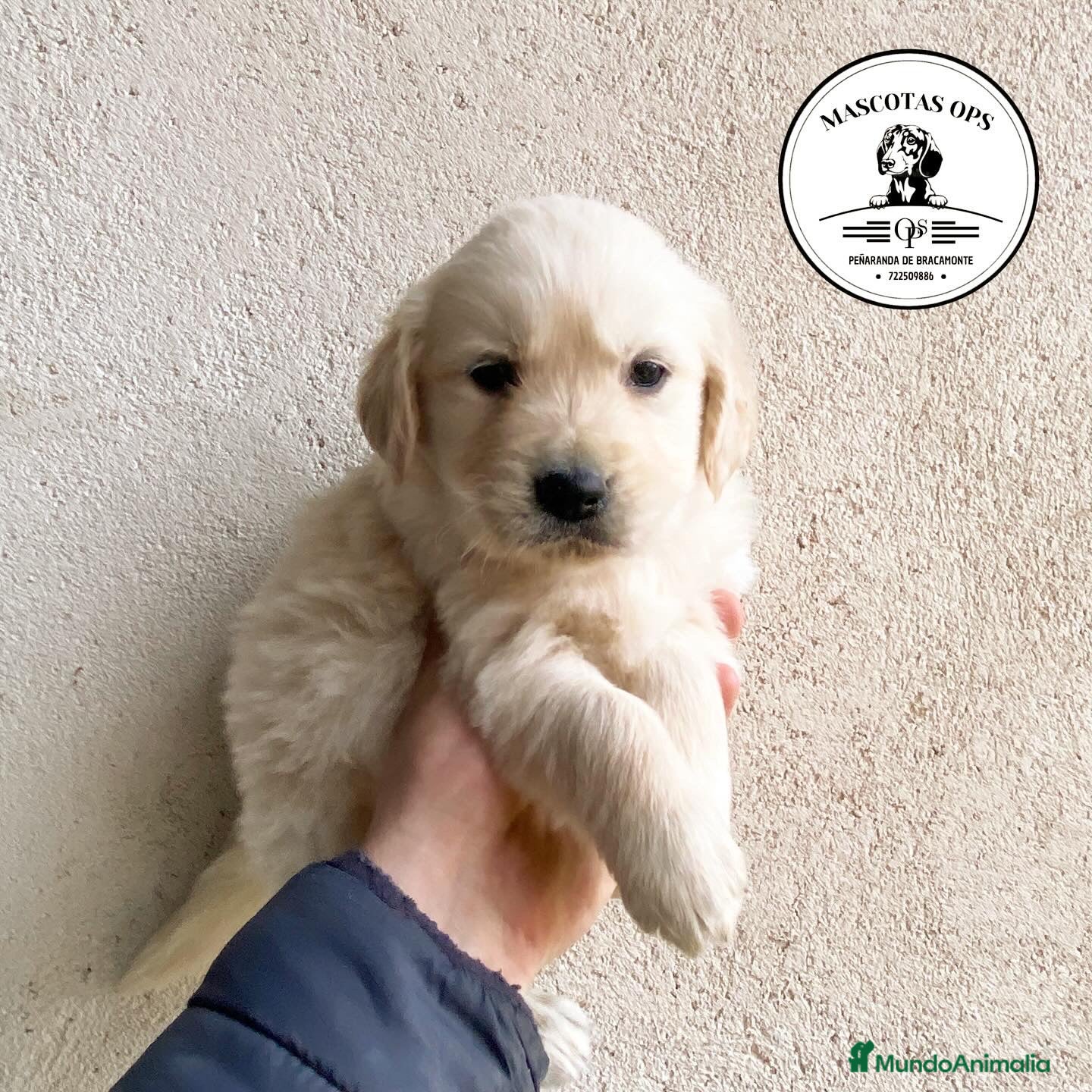 Golden Retriever perros Golden retroceder ¡¡PRECIO REAL!! en Salamanca - Anuncio 10