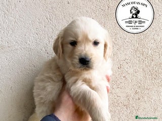 Golden Retriever perros en Salamanca - Anuncio 6