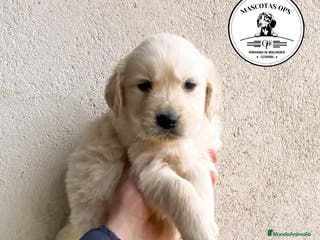 Golden Retriever perros Golden retroceder ¡¡PRECIO REAL!! en Salamanca - Anuncio 3