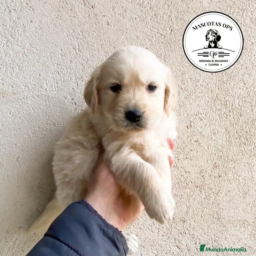 Golden Retriever perros en venta: Golden retroceder ¡¡PRECIO REAL!! en Salamanca - Anuncio 1