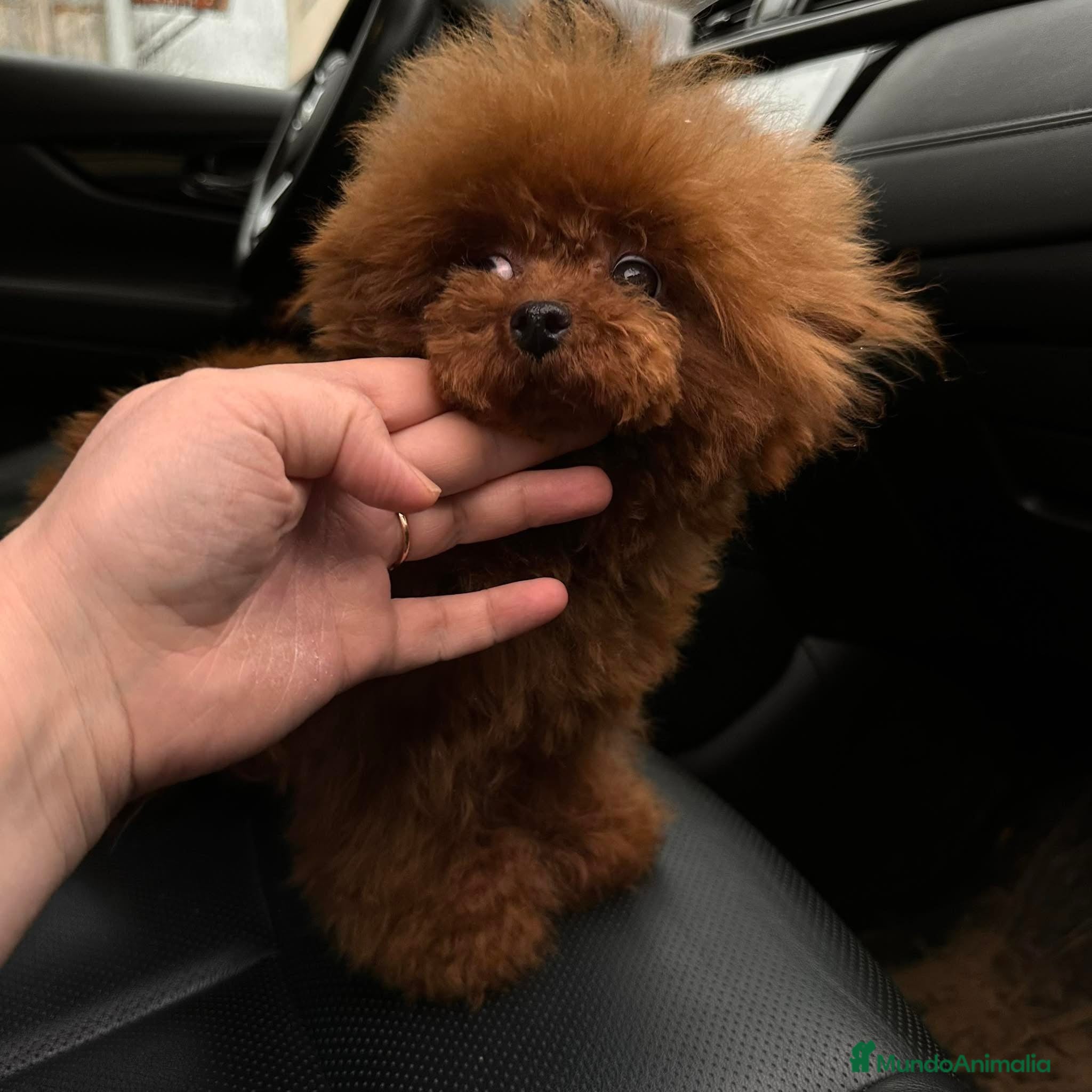 Caniche Toy perros Caniche hembra Tea Cup, EXCLUSIVA - Anuncio 3