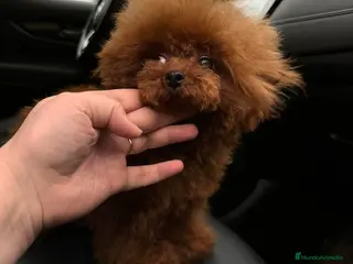 Caniche Toy perros Caniche hembra Tea Cup, EXCLUSIVA - Anuncio 3