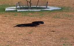 Teckel perros en venta: Teckel de pelo largo - Imagen 3