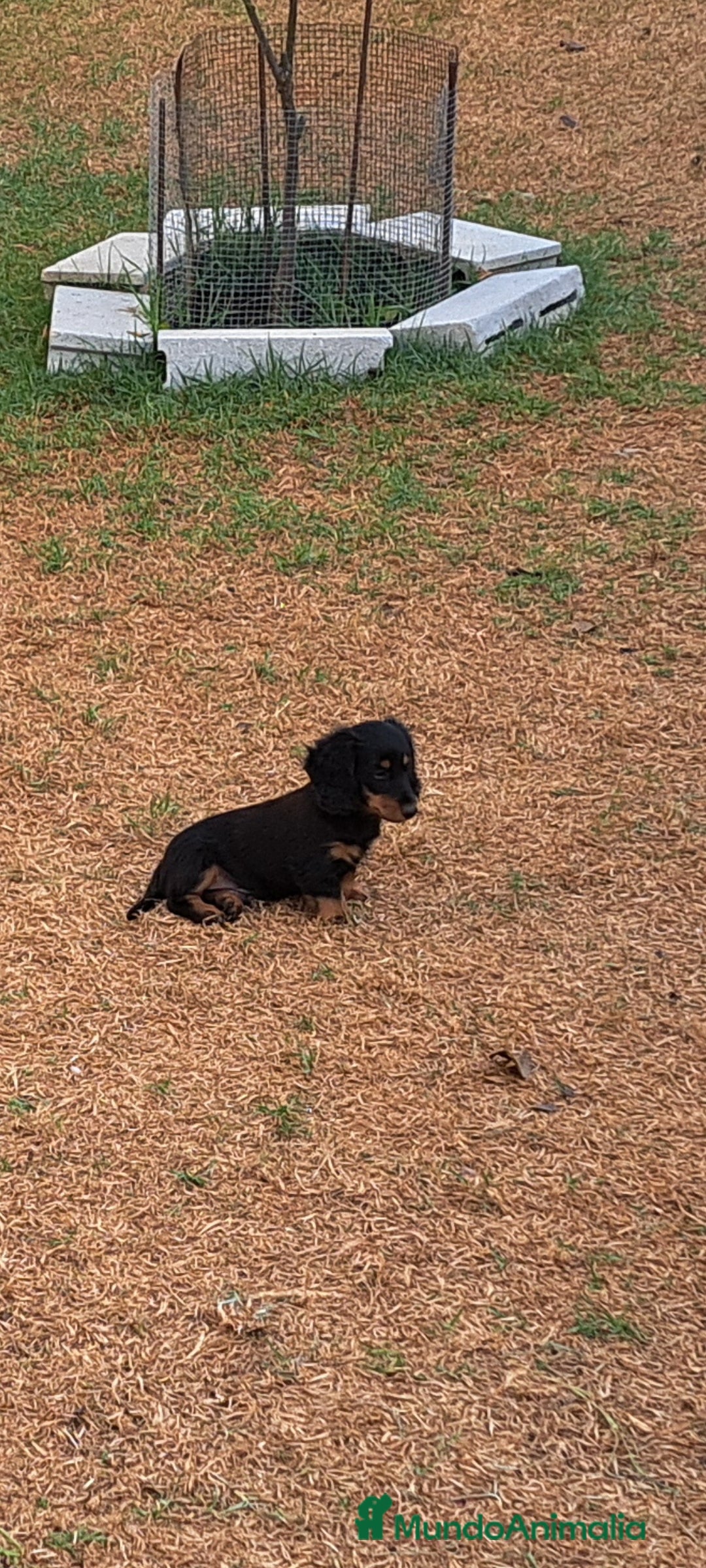 Teckel perros en venta: Teckel de pelo largo - Imagen 3