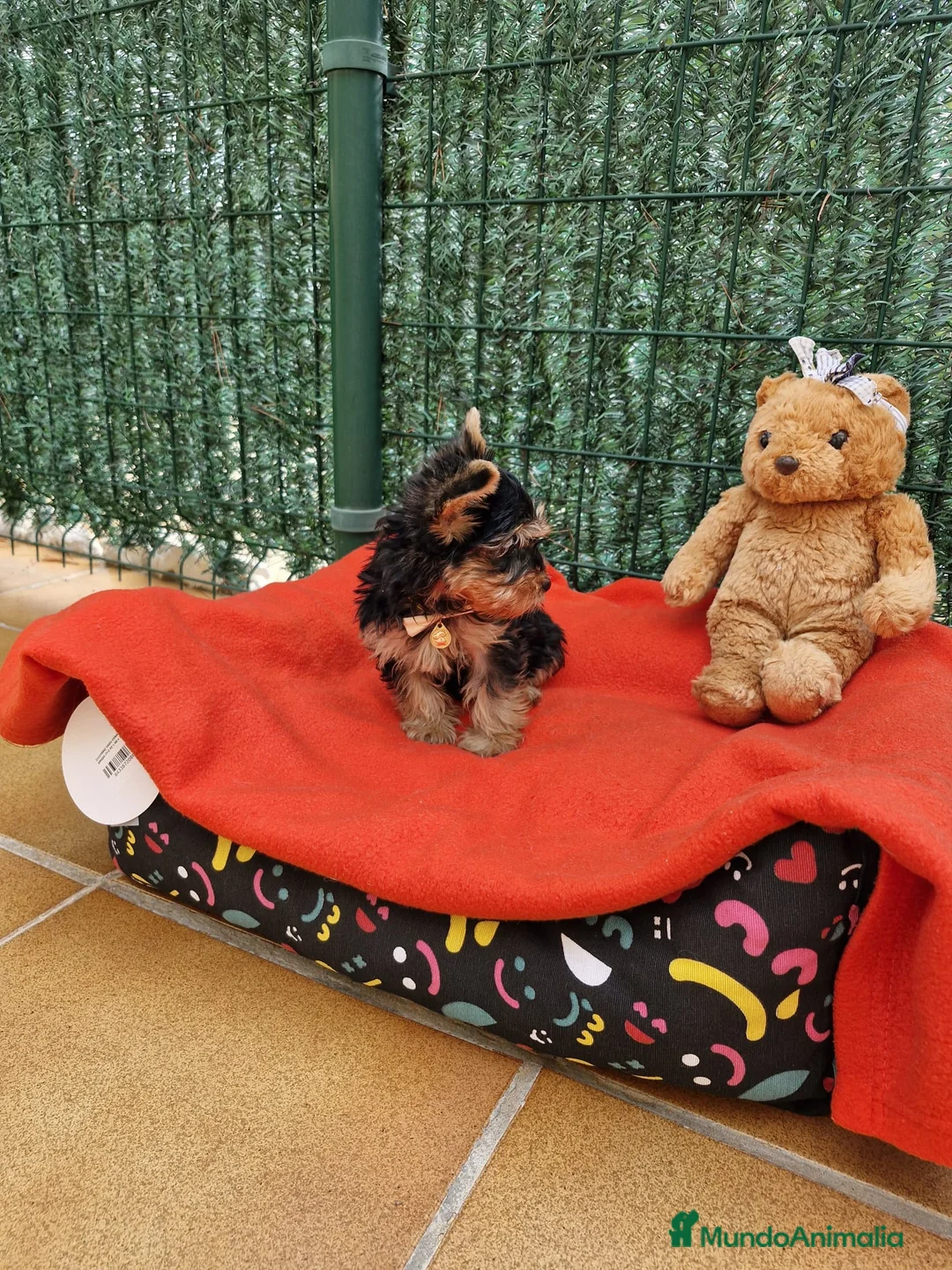 Yorkshire Terrier perros en venta: Yorkshire preciosos en Barcelona - Anuncio 3