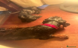 Teckel Miniatura perros en venta: Teckel miniaturas - Imagen 5