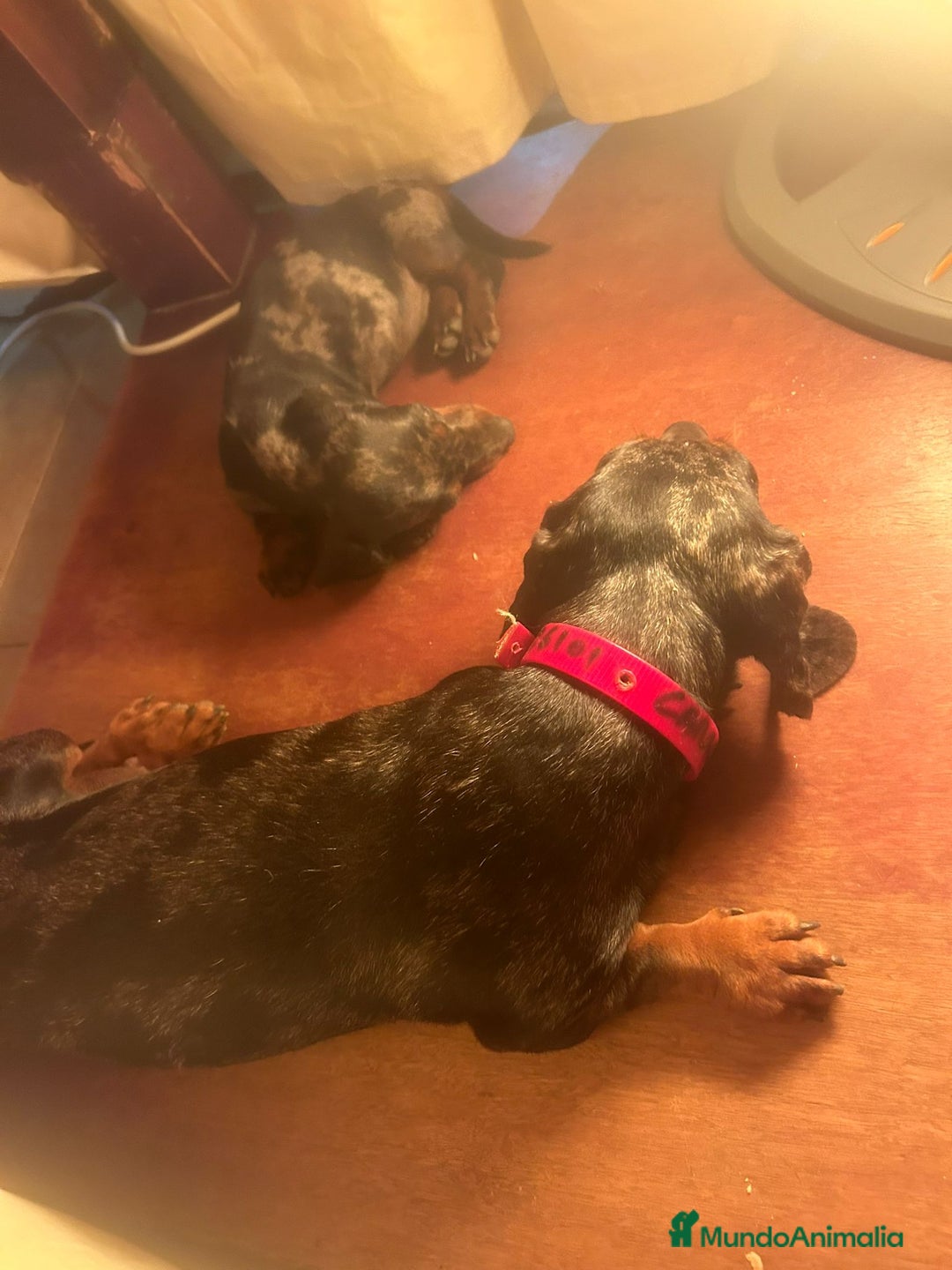 Teckel Miniatura perros en venta: Teckel miniaturas - Imagen 5