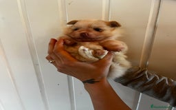 Pomerania perros en venta: Pomerania  - Imagen 2