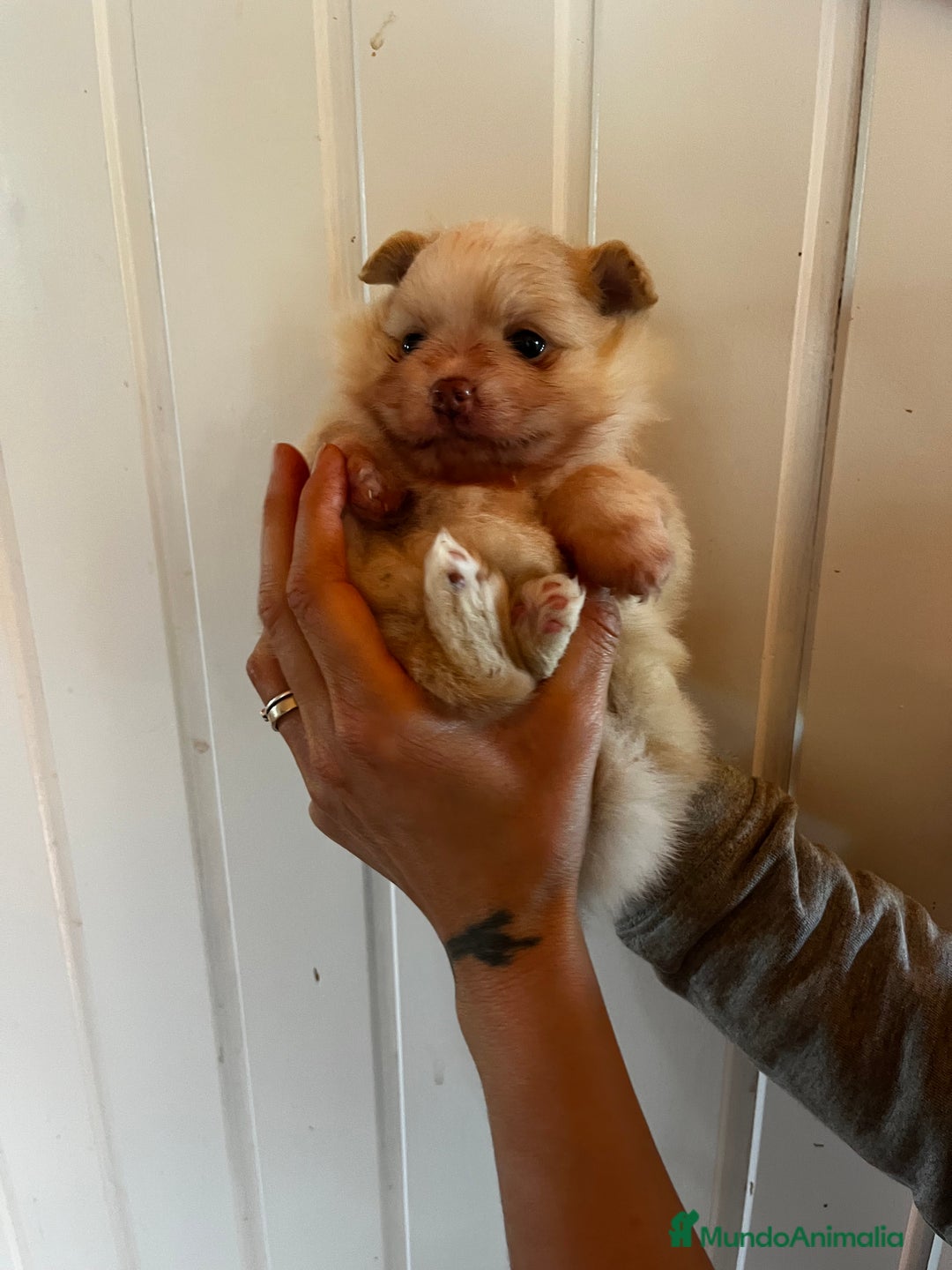 Pomerania perros en venta: Pomerania  - Imagen 2