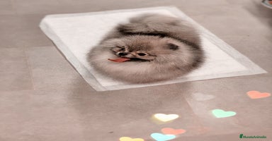 Pomerania perros - Anuncio 1