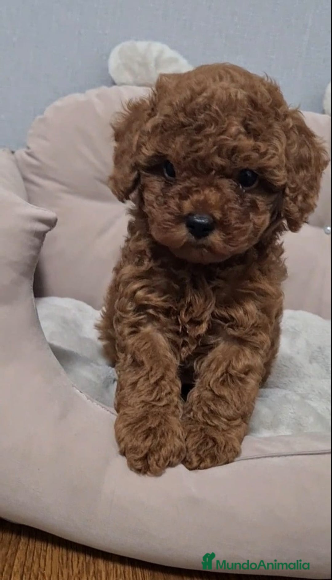 Caniche Toy perros en venta: Preciosos caniches líneas asiáticas  - Anuncio 2