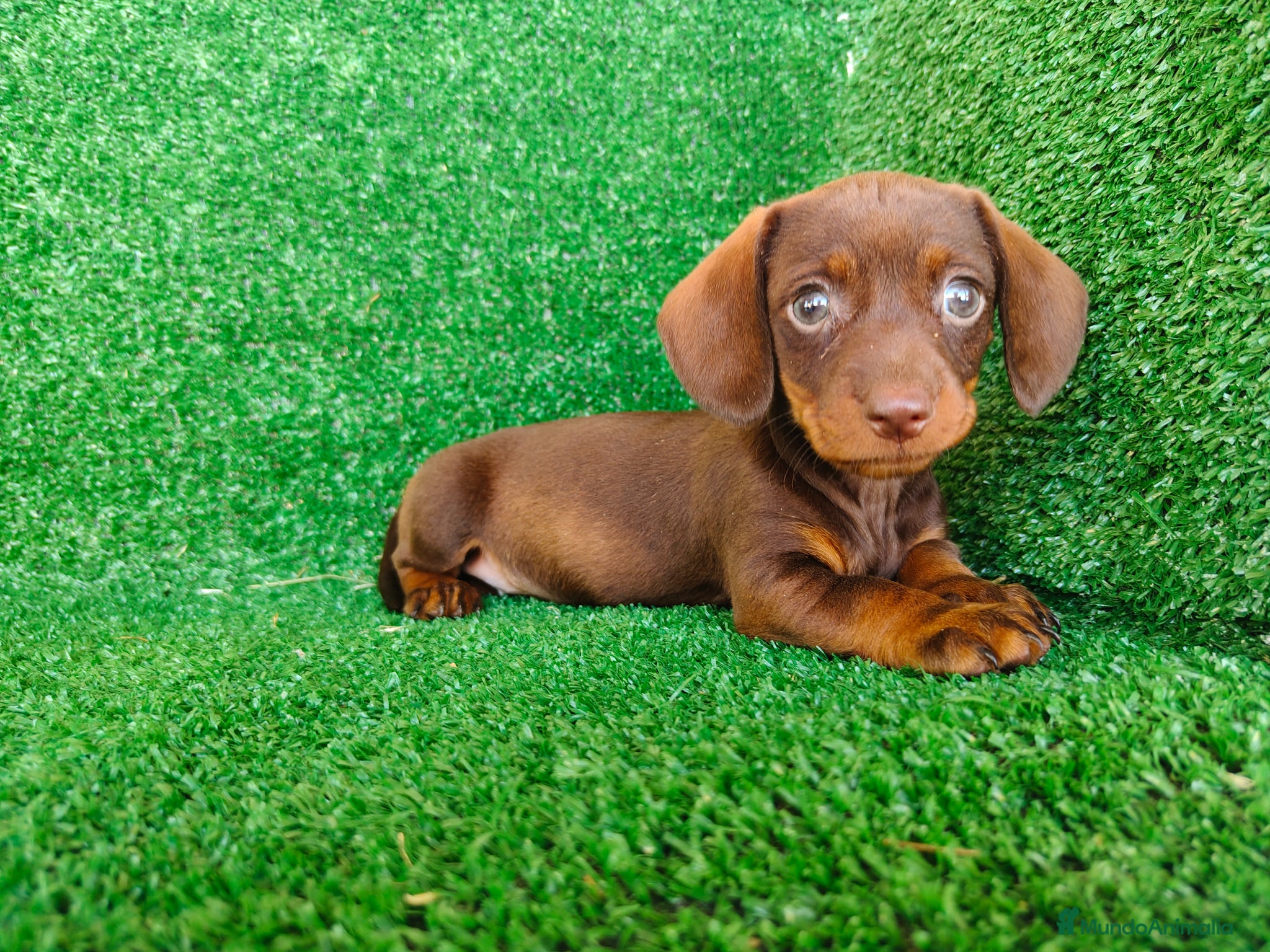 Teckel Miniatura perros en venta: Teckel miniatura  - Anuncio 4