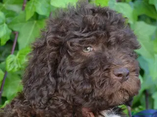 Perro de Agua Español perros CAMADA PERRO DE AGUA - Anuncio 3