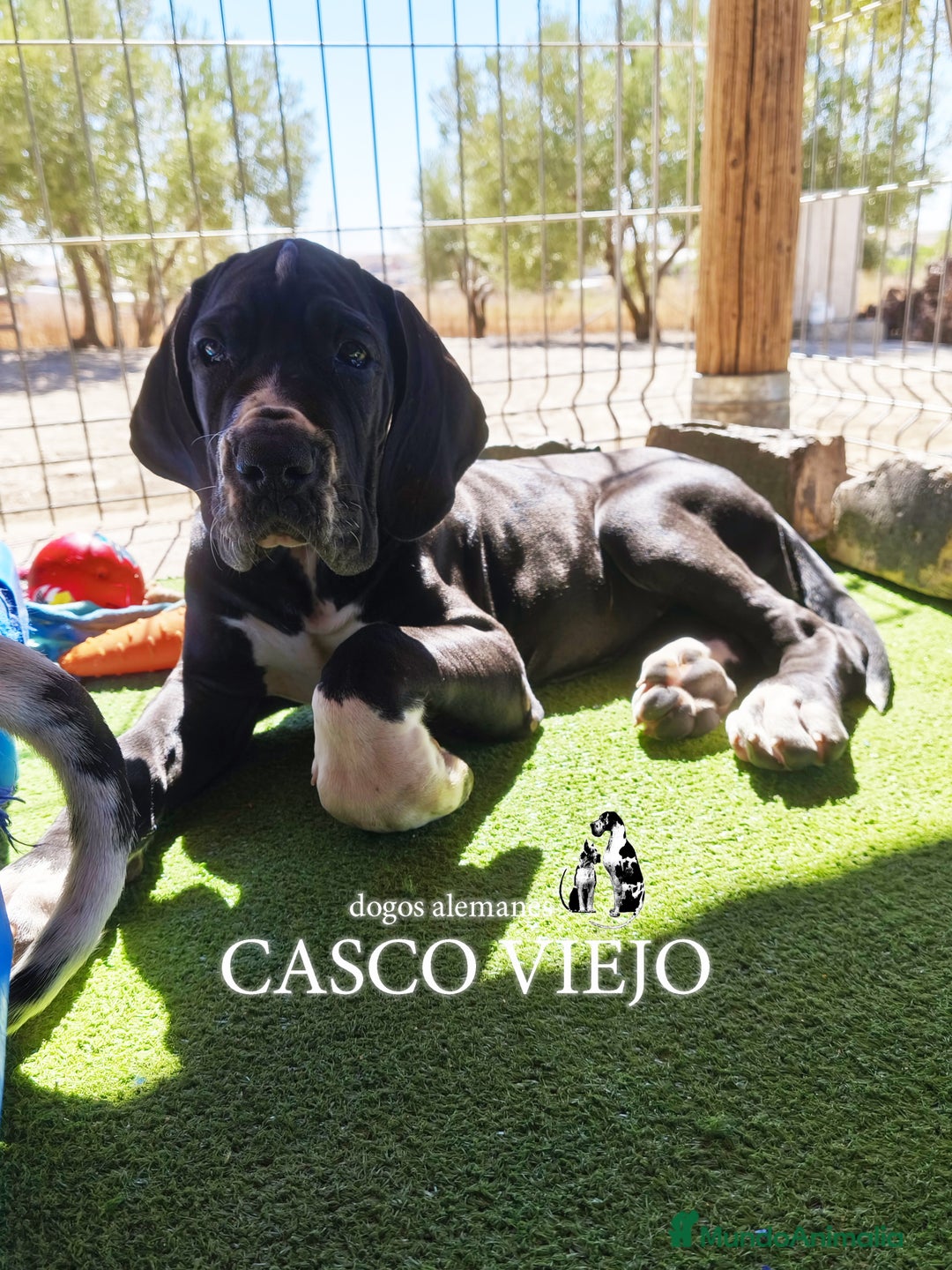 Dogo Alemán perros en venta: Cachorros de Dogo Alemán - Imagen 3