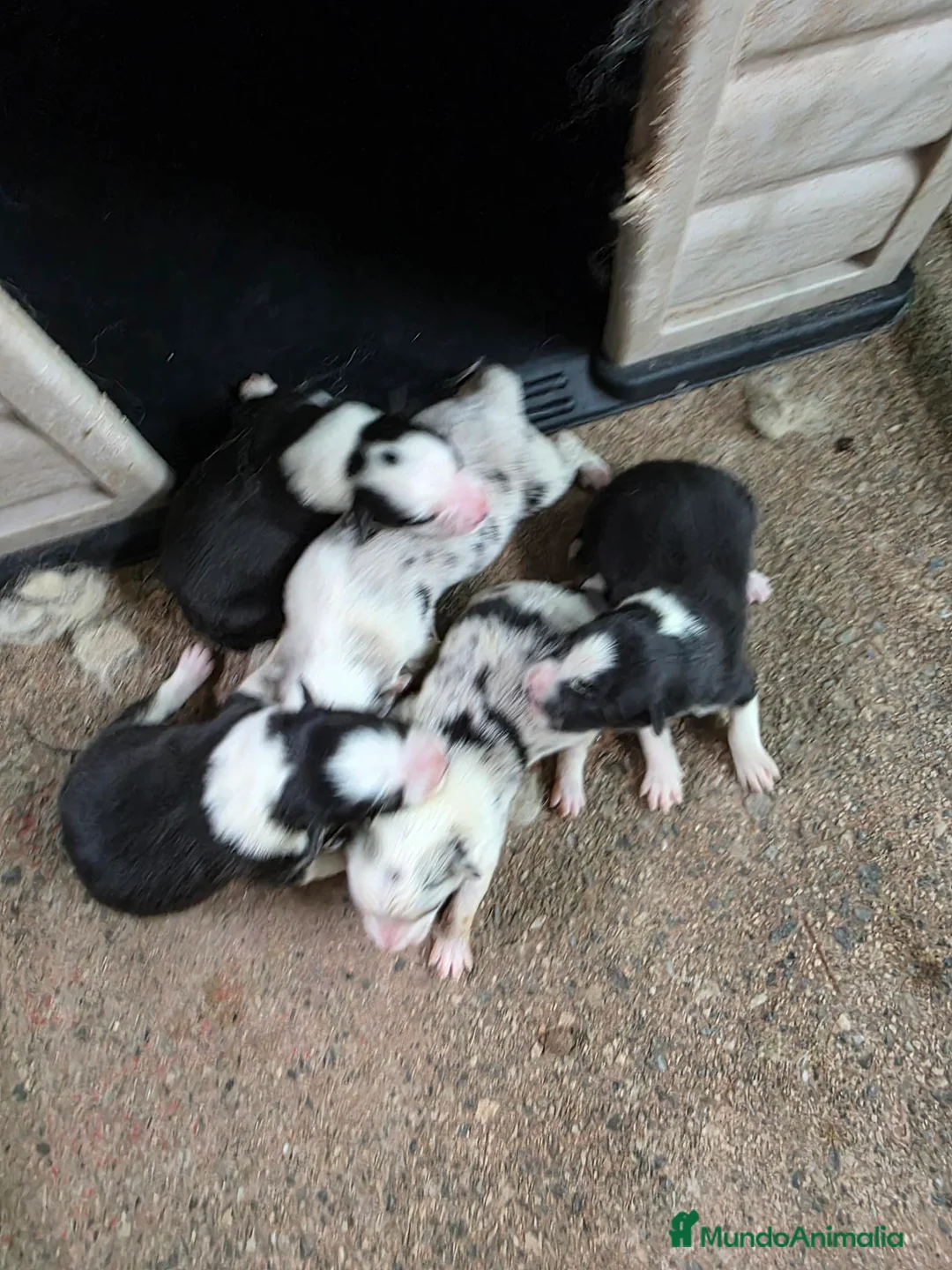 Border Collie perros en venta: Cachorros Border Collie con LOE - Anuncio 2