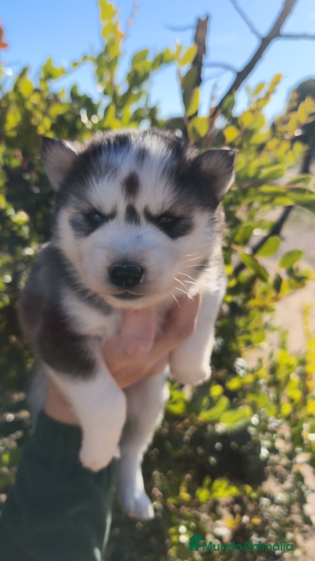 Husky Siberiano perros Husky SIBERIANO  - Anuncio 2