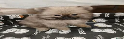 Pomerania perros en venta: Pomerania Toy - Anuncio 3